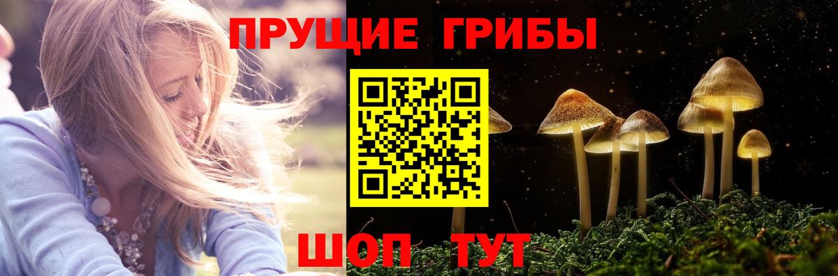 Псилоцибиновые грибы Psilocybe Видное